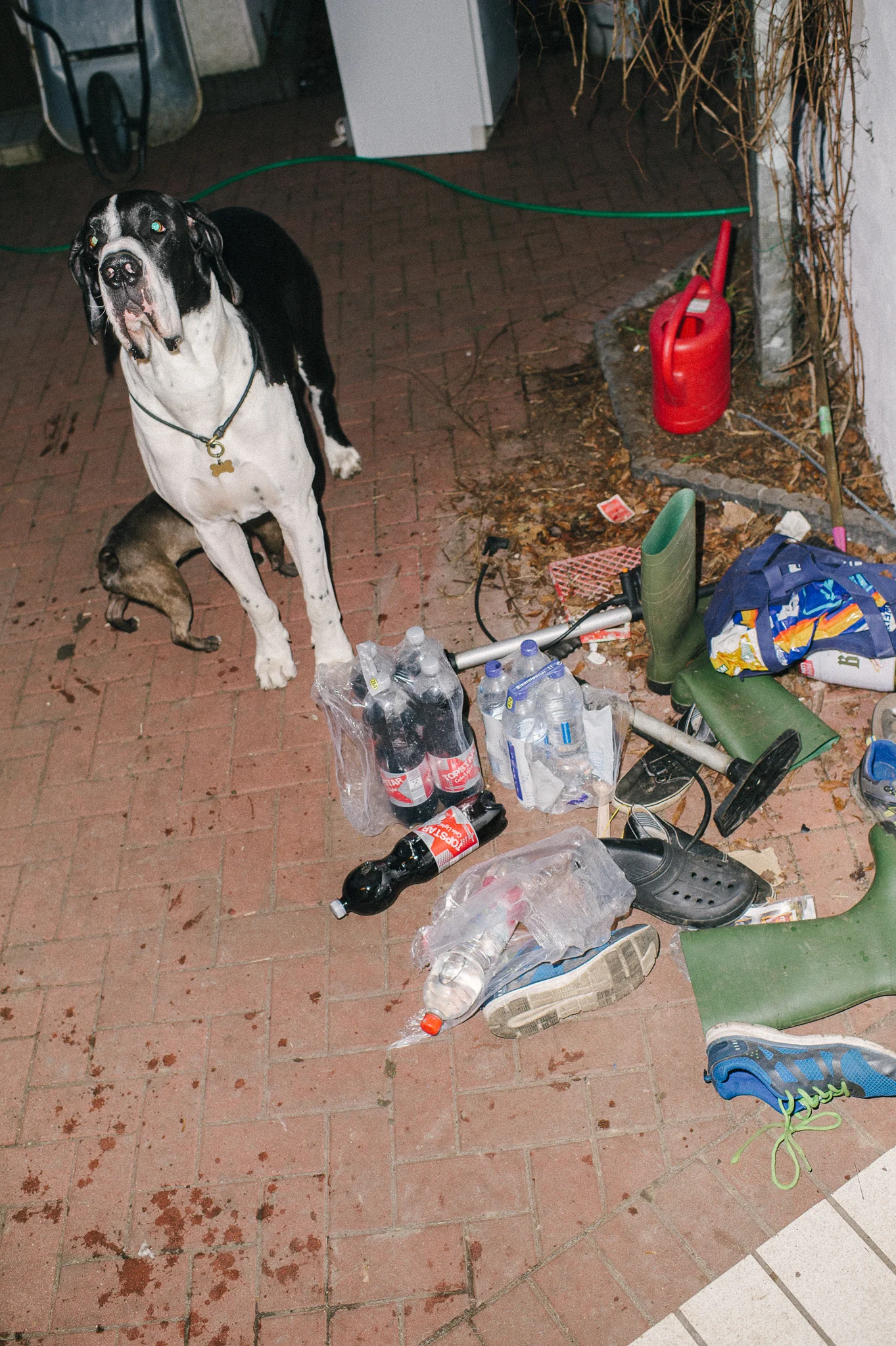 Wide shot of a Great Dane standing on a brick patio amongst scattered household items and garden gear.
